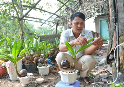 Thu nhập cao nhờ làm dừa bonsai
